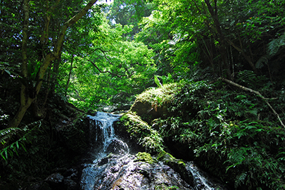 photo 4 of Yambaru National Park