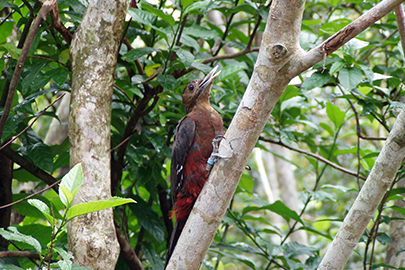 photo 10 of Yambaru National Park