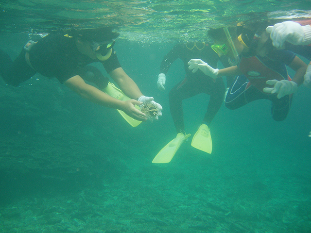 photo of Snorkeling