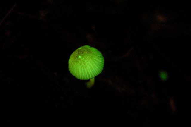 photo of Mycena lux-coeli