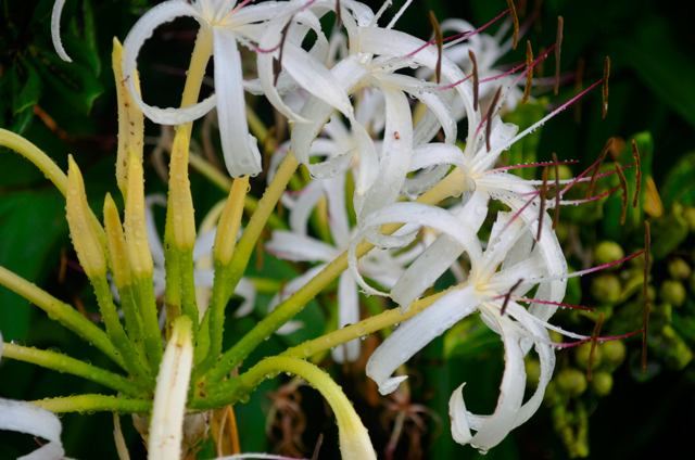 photo of Crinum asiaticum L. var. japonicum