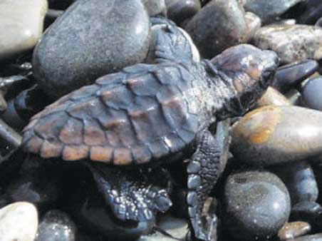 photo of Loggerhead Turtle