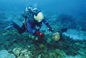 photo of Extermination of Crown-of-thorns Starfish (Copyright by Kushimoto Marine Park Center)