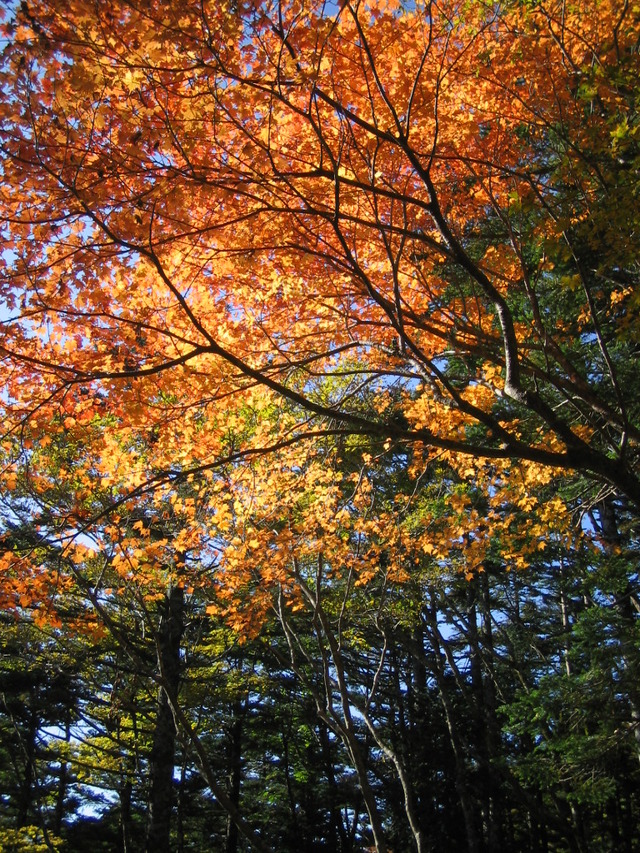 タイトル　秋の紅葉