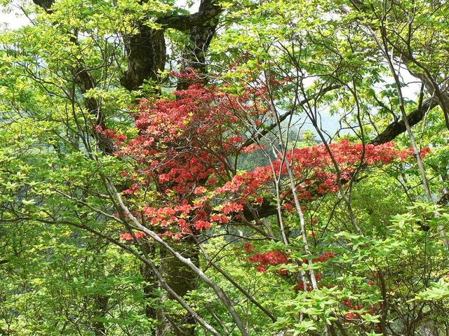 タイトル　ヤマツツジ