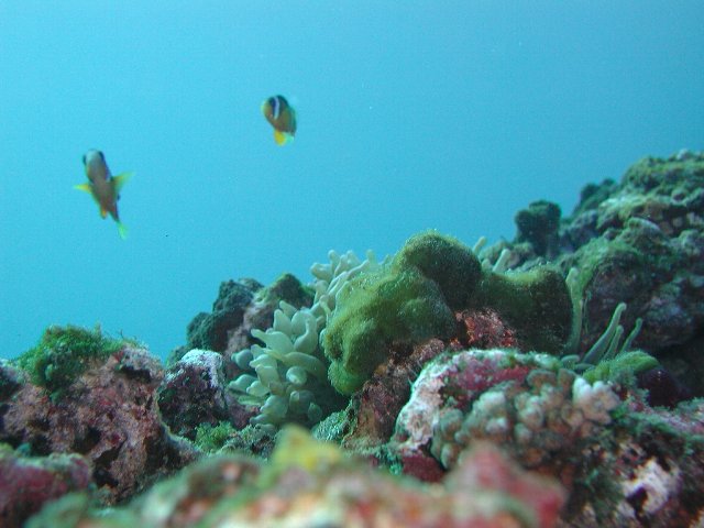 タイトル　串本海中景観