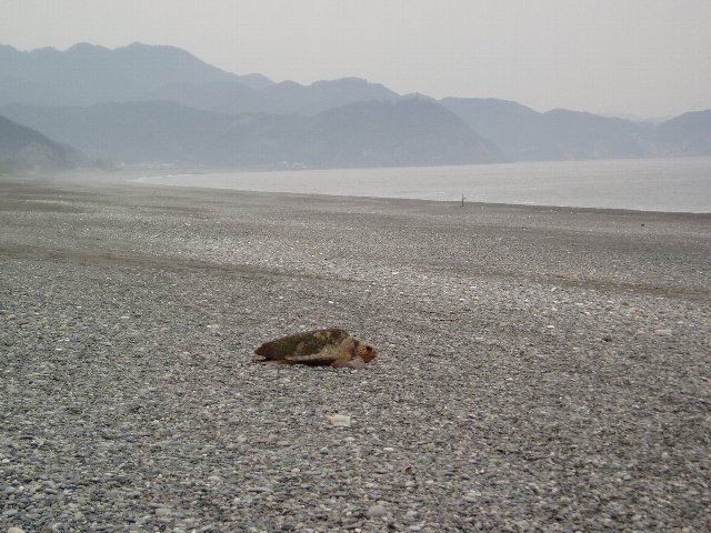 タイトル　上陸したアカウミガメ