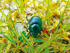 photo of G. auratus auratus Motschulsky