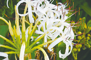 photo of Crinum asiaticum L. var. japonicum