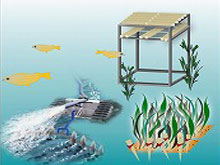 Improvement of water quality and bottom sediment