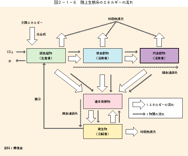 図2-1-6陸上生態系のエネルギーの流れ