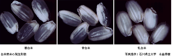 写白未熟米の発生形態（右：基白米、中央：背白米、左：乳白米）写真提供：石川県立大学　永畠秀樹