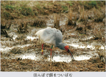 田んぼで餌をついばむ