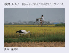 写真3-3-7　田んぼで餌をついばむコウノトリ