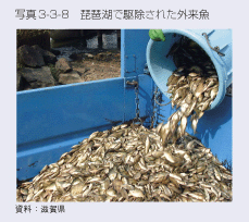 写真3-3-8　琵琶湖で駆除された外来魚