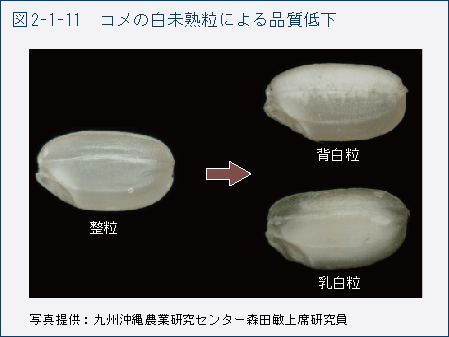 図2-1-11　コメの白未熟粒による品質低下