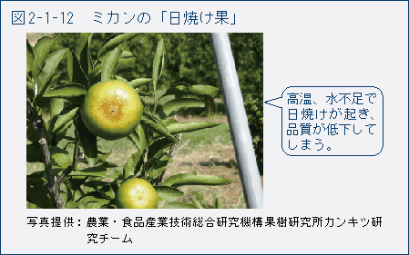 図2-1-12　ミカンの「日焼け果」