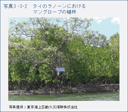 写真3_3_2 タイのラノーンにおけるマングローブの植林
