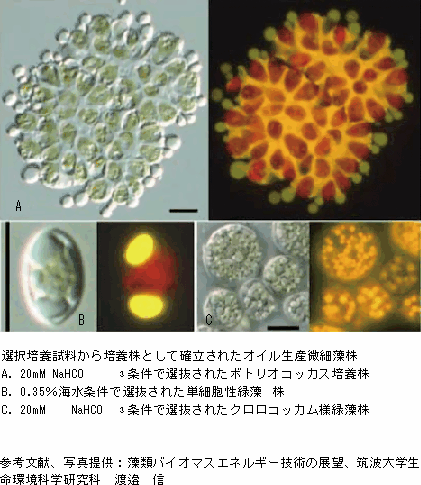 微細藻類の可能性