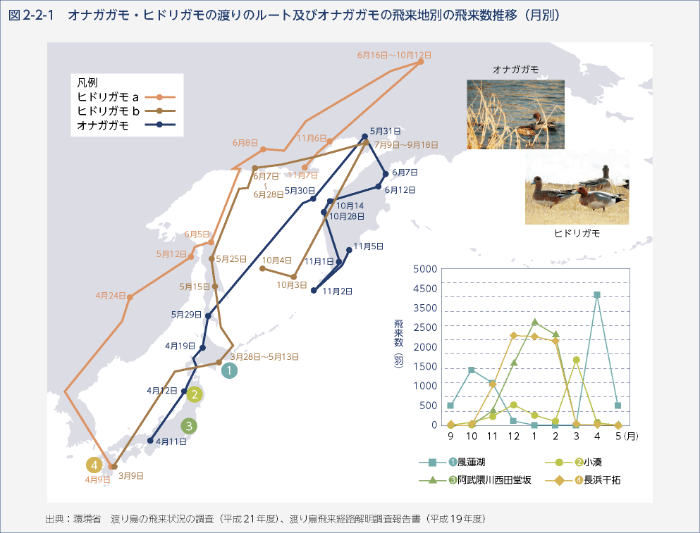 図2-2-1　オナガガモ・ヒドリガモの渡りのルート及びオナガガモの飛来地別の飛来数推移（月別）