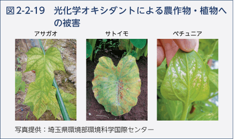 図2-2-19　光化学オキシダントによる農作物・植物への被害