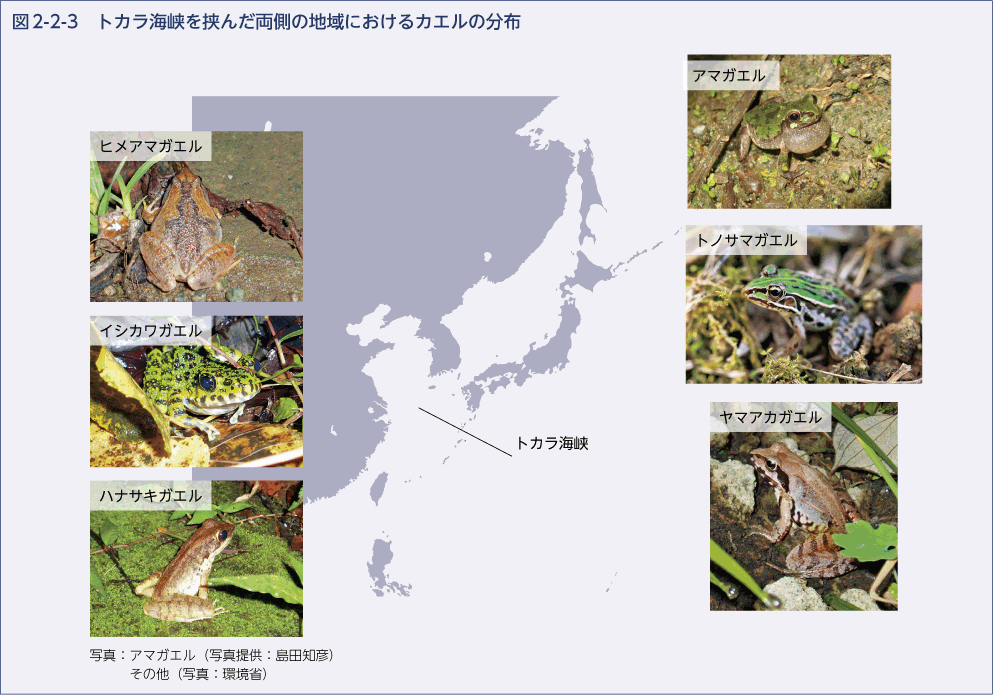 図2-2-3　トカラ海峡を挟んだ両側の地域におけるカエルの分布