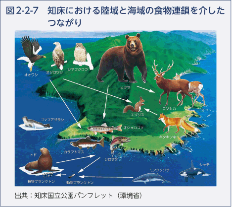 図2-2-7　知床における陸域と海域の食物連鎖を介したつながり