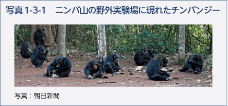 写真1-3-1　ニンバ山の野外実験場に現れたチンパンジー