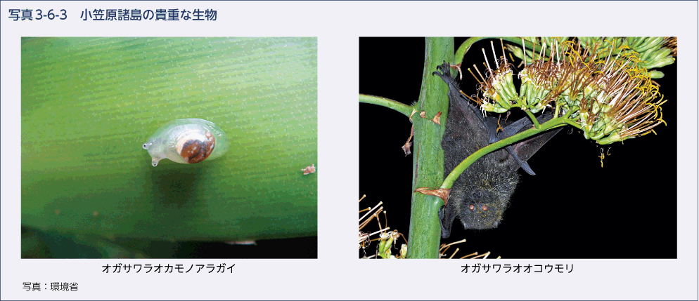 写真3-6-3　小笠原諸島の貴重な生物