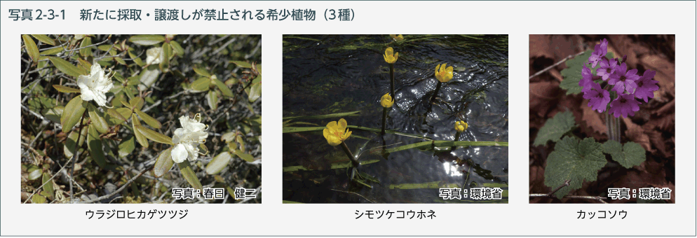 写真2-3-1　新たに採取・譲渡しが禁止される希少植物（3種）