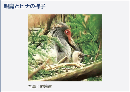 親鳥とヒナの様子