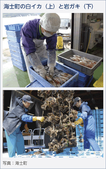 海士町の白イカ（上）と岩ガキ（下）