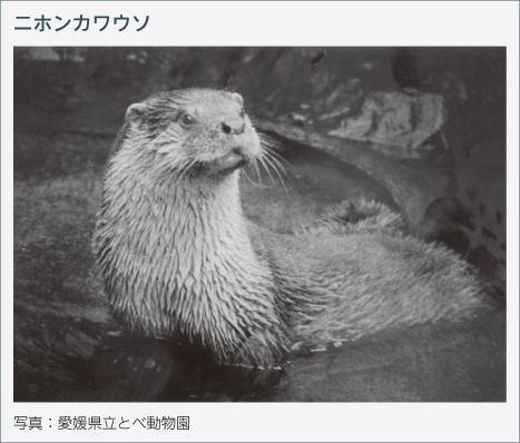 ニホンカワウソ