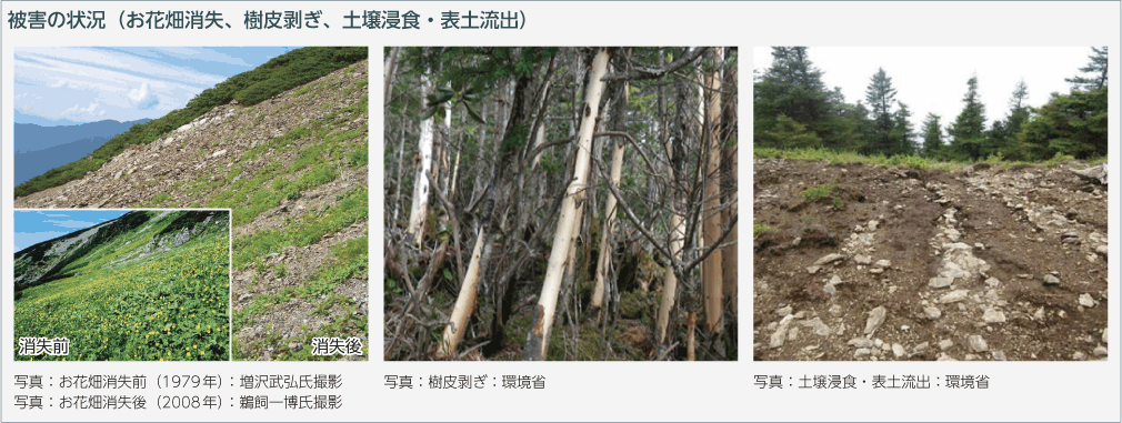 被害の状況（お花畑消失、樹皮剥ぎ、土壌浸食・表土流出）