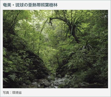 奄美・琉球の亜熱帯照葉樹林