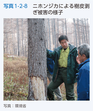 写真1-2-8　ニホンジカによる樹皮剥ぎ被害の様子
