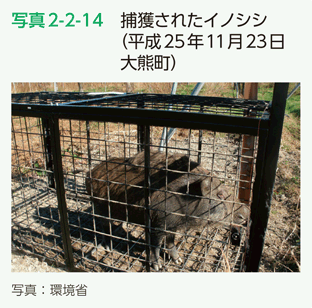 写真2-2-14　捕獲されたイノシシ（平成25年11月23日大熊町）