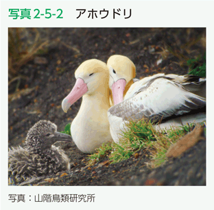 写真2-5-2　アホウドリ