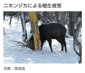 ニホンジカによる植生被害