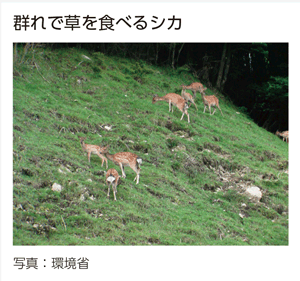 群れで草を食べるシカ