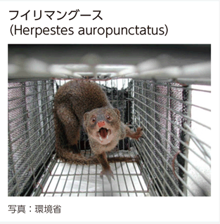 フイリマングース（Herpestes auropunctatus）