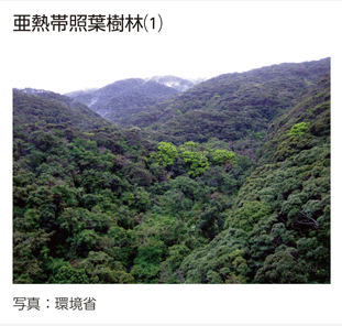 亜熱帯照葉樹林(1)