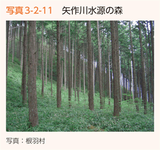 写真3-2-11　矢作川水源の森