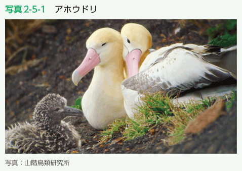 写真2-5-1　アホウドリ