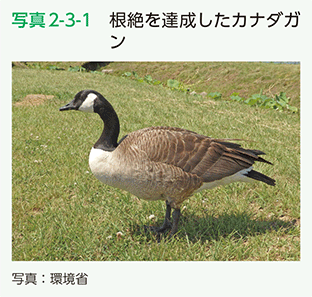 写真2-3-1　根絶を達成したカナダガン