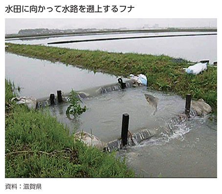 水田に向かって水路を遡上するフナ