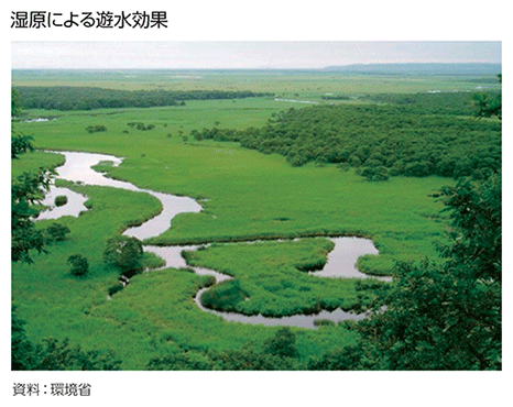 湿原による遊水効果