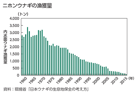 ニホンウナギの漁獲量