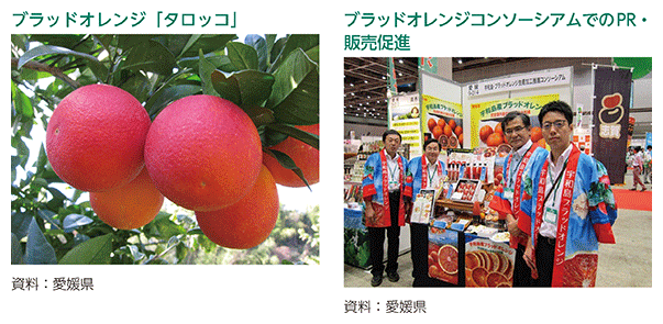 ブラッドオレンジ「タロッコ」、ブラッドオレンジコンソーシアムでのPR・販売促進
