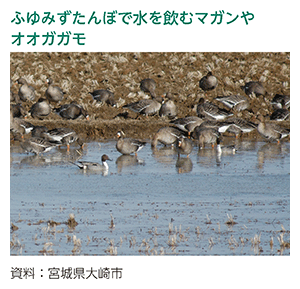 ふゆみずたんぼで水を飲むマガンやオオガガモ